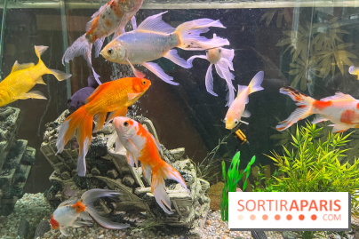 La Maison de la Pêche et de la Nature - image00003