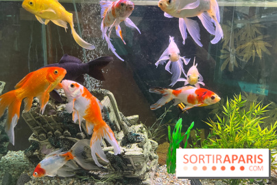 La Maison de la Pêche et de la Nature - image00004