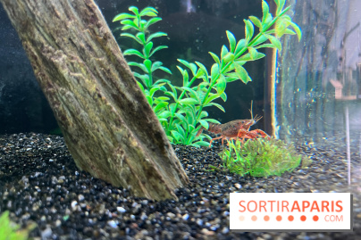 La Maison de la Pêche et de la Nature - image00005