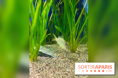 La Maison de la Pêche et de la Nature - image00013