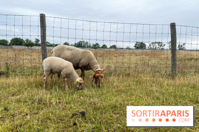 La ferme de Saint-Cyr l'Ecole - image00043