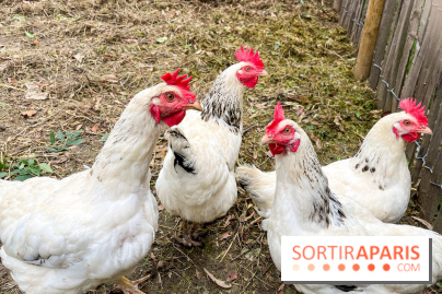 Les Rives de Paris, l'unique camping du 93 à Neuilly-sur-Marne - image00064