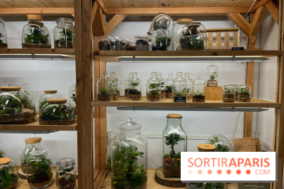 Boby la Plante - IMG 4332