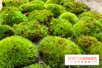 Boby la Plante - IMG 4345