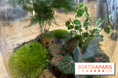 Boby la Plante - IMG 4349