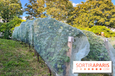 Vignes de Belleville - image00003