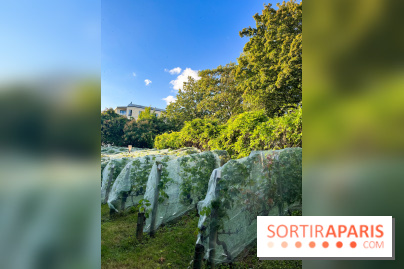 Vignes de Belleville - image00004