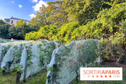 Vignes de Belleville - image00005