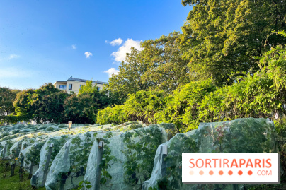 Vignes de Belleville - image00006