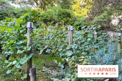 Vignes de Belleville - image00007