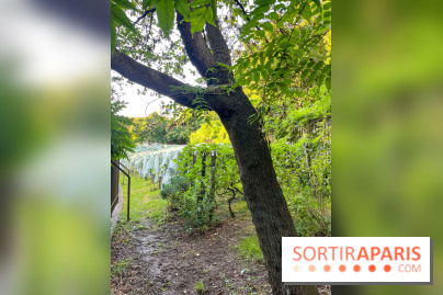 Vignes de Belleville - image00008