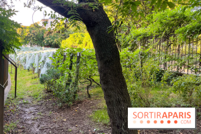 Vignes de Belleville - image00009