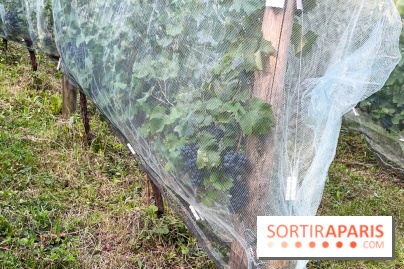 Vignes de Belleville - image00001