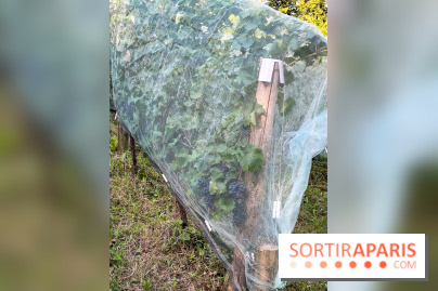 Vignes de Belleville - image00002