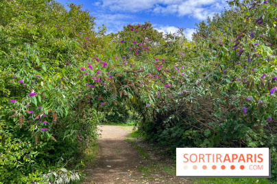 L'étang de la Galiotte dans le parc du Peuple de l'Herbe - Carrières-sous-Poissy (Yvelines) - image00025