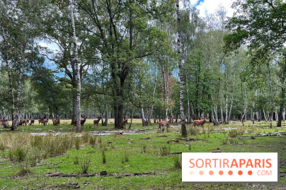 Espace Rambouillet - IMG 4529