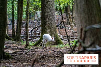 Le village de Janvry en Haute Vallée de Chevreuse  -  A7C0015