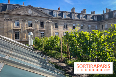 Vignoble Hôtel de Ville