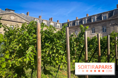 Vignoble Hôtel de Ville