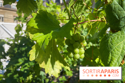 Vignoble Hôtel de Ville - IMG 9252