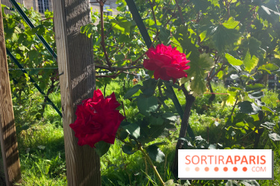 Vignoble Hôtel de Ville - IMG 9255