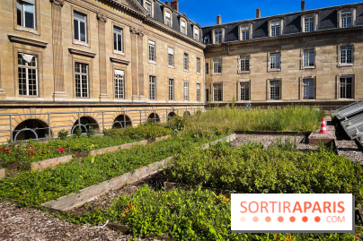 Vignoble Hôtel de Ville - IMG 9260