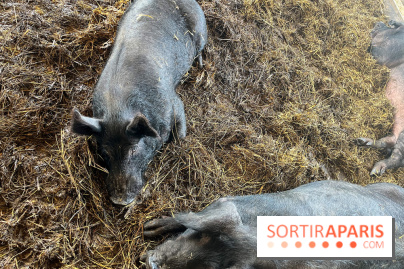 La Ferme des 4 Etoiles à Auffargis - image00025