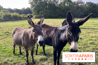 La Ferme des 4 Etoiles à Auffargis - image00002