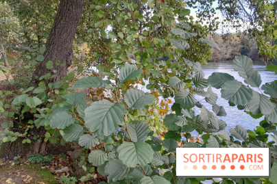 Les bords de Marne