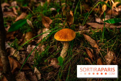Le sentier des Maréchaux à Senlisse - Vallée de Chevreuse -  champignons