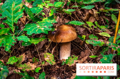 Le sentier des Maréchaux à Senlisse - Vallée de Chevreuse -  champignons
