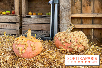 Automne au Potager du Roi - Citrouilles - Halloween