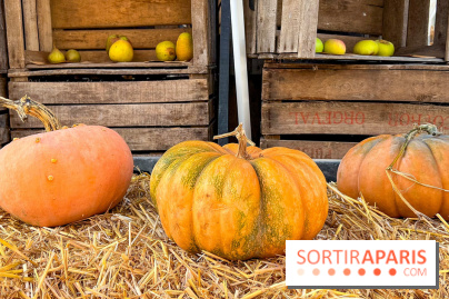 Automne au Potager du Roi - Citrouilles - Halloween - image00012