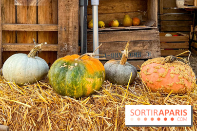 Automne au Potager du Roi - Citrouilles - Halloween