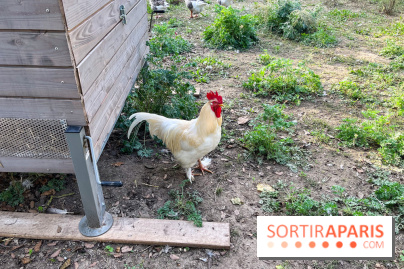 La ferme pédagogique du parc des Chanteraines - image00033