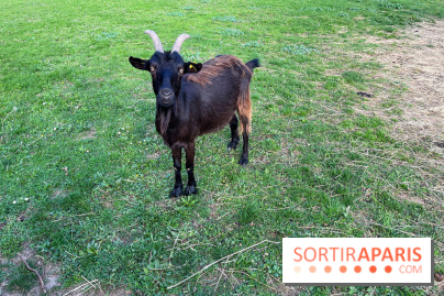 La ferme pédagogique du parc des Chanteraines - image00026