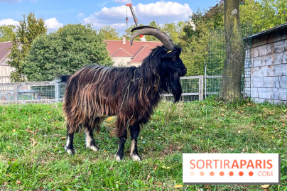 La ferme pédagogique du parc des Chanteraines - image00022