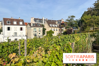 Vignes Montmartre
