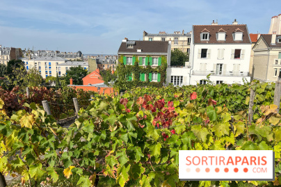 Vignes Montmartre
