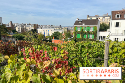 Vignes Montmartre