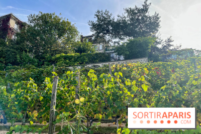 Vignes Montmartre