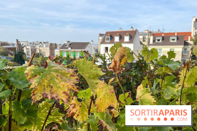 Vignes Montmartre