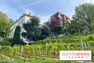 Vignes Montmartre