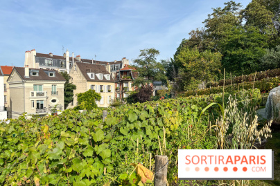 Vignes Montmartre