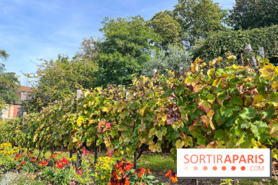 Vignes Montmartre