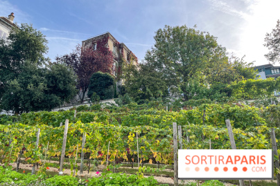 Vignes Montmartre