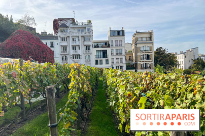 Vignes Montmartre