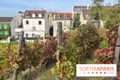 Vignes Montmartre