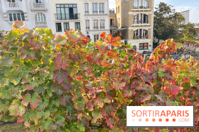 Vignes Montmartre