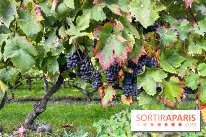 Vignes Montmartre - image00008